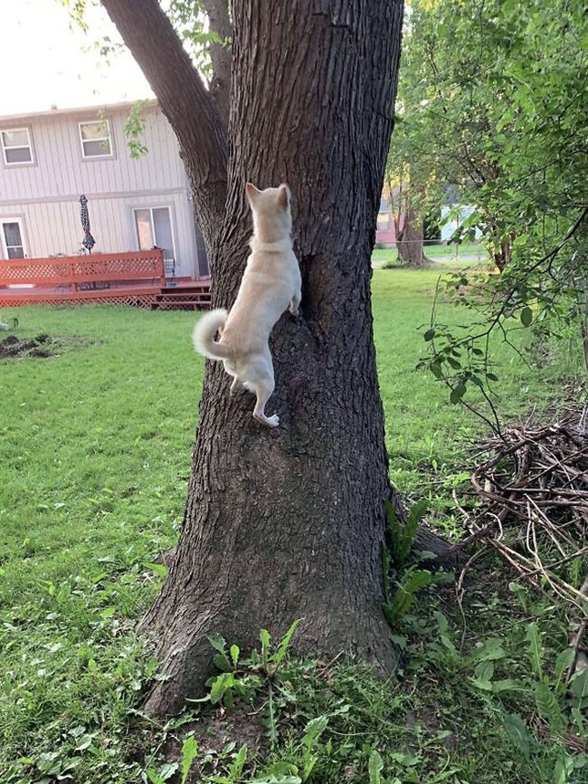 dogs-behaving-like-cats-42-66f3bc5747f0a__700