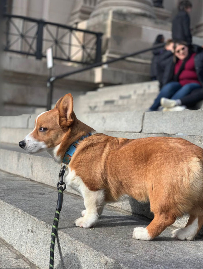 corgis-30-5e5d2805131b5__700