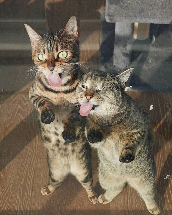 two-cats-better-than-one-4-60a762e6cbd43__700