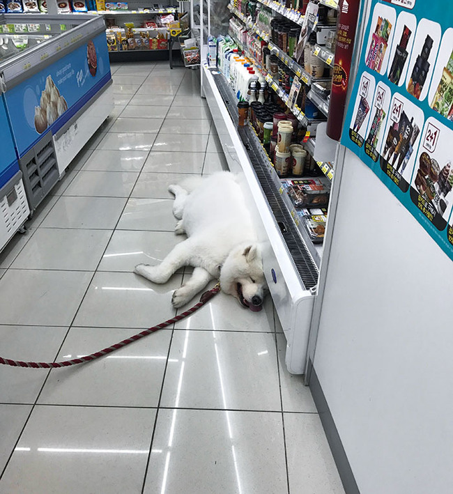 pets-escaping-summer-heat-17-64f7362ed5885__700