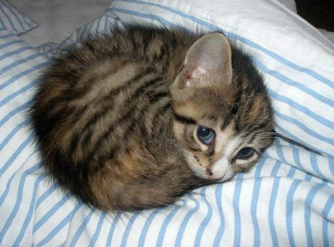 illegally-small-cats-pics-162-60117bbaa26e5__700