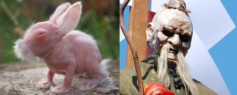 baby_kangaroo__by_briannaloveshu-d63zwj9