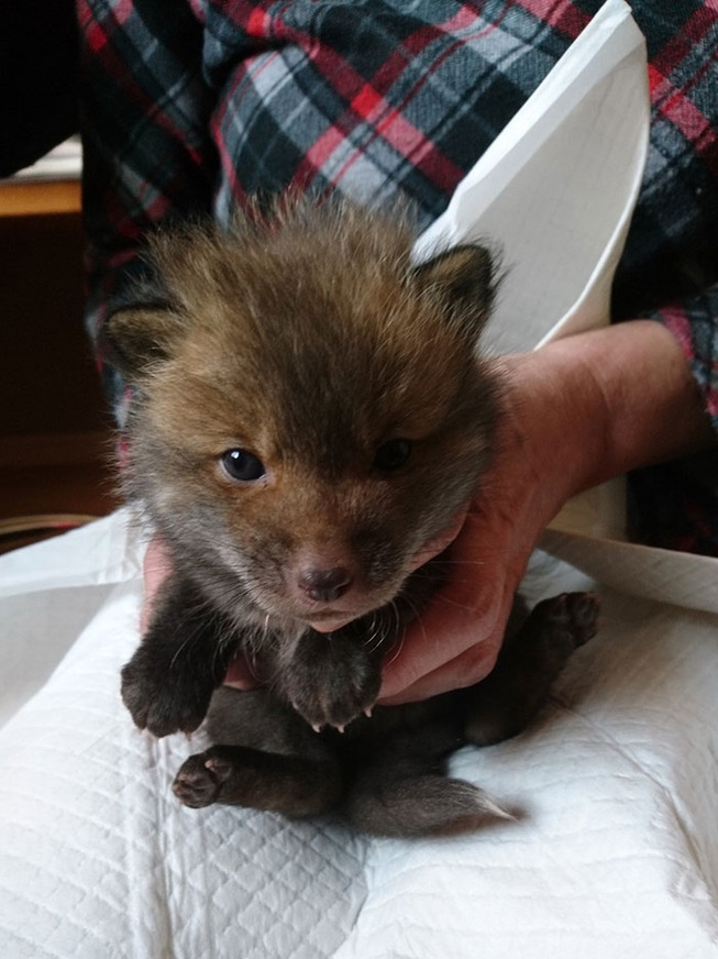 700_EW6zmB2UcAcwMO5-5ebad52200474