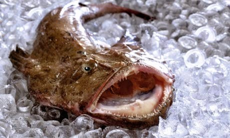 Monkfish-on-ice-009