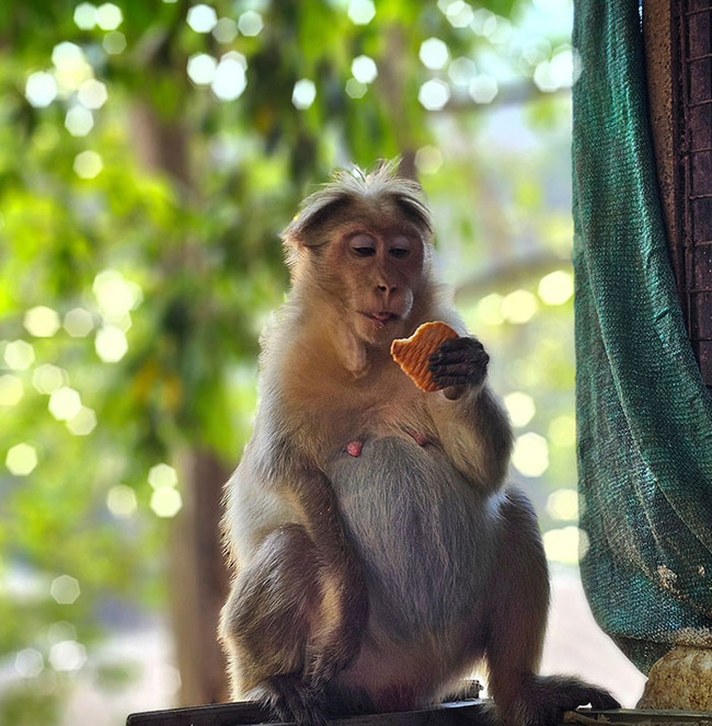 cute-pregnant-animals-pics-37-66cc3d46b2b75__700