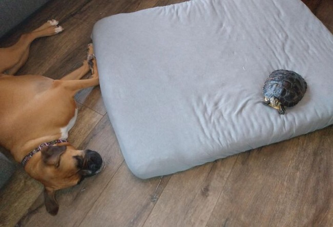 stolen-dog-beds