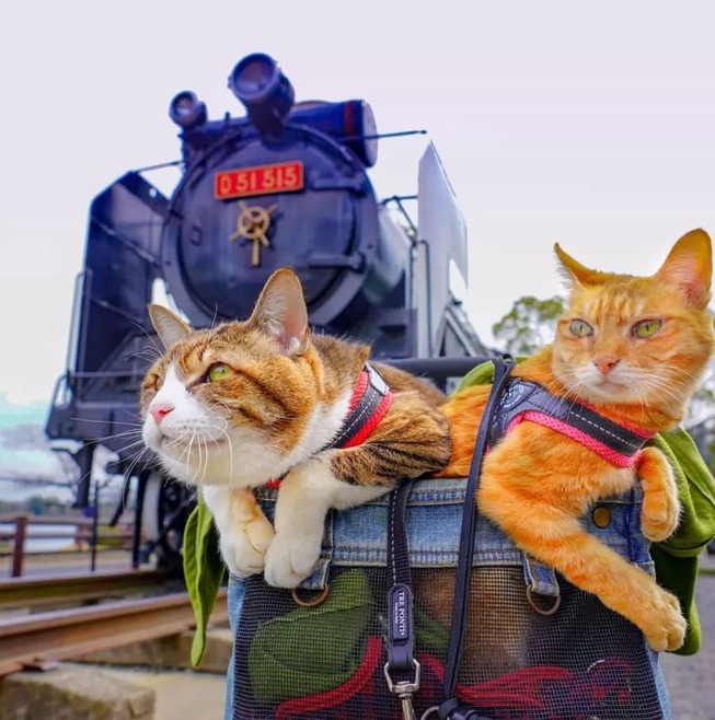 traveling-cats-japan