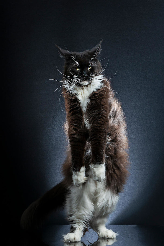 cats-standing-like-penguins-20-5f2bfab9ab191__700