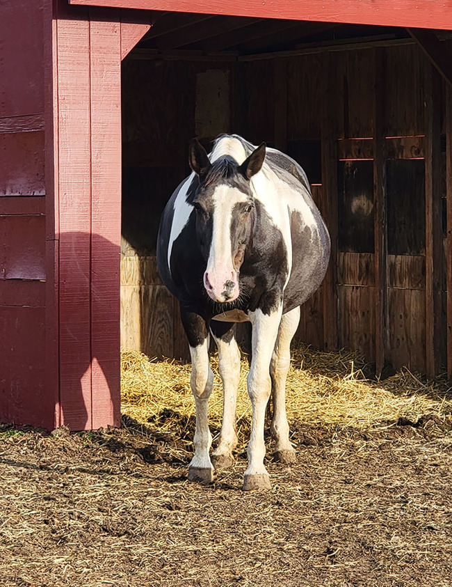 adorable-pregnant-animals-119-6380cceb452f9__700