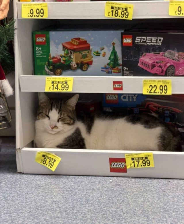 69d7a5daf2e06_funny-working-cats
