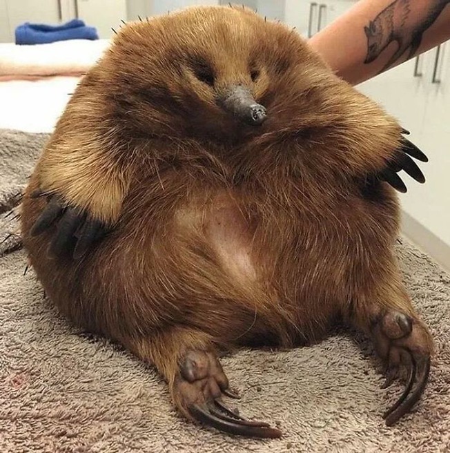 funny-absolute-unit-pics-20-6087d3a944bae__700