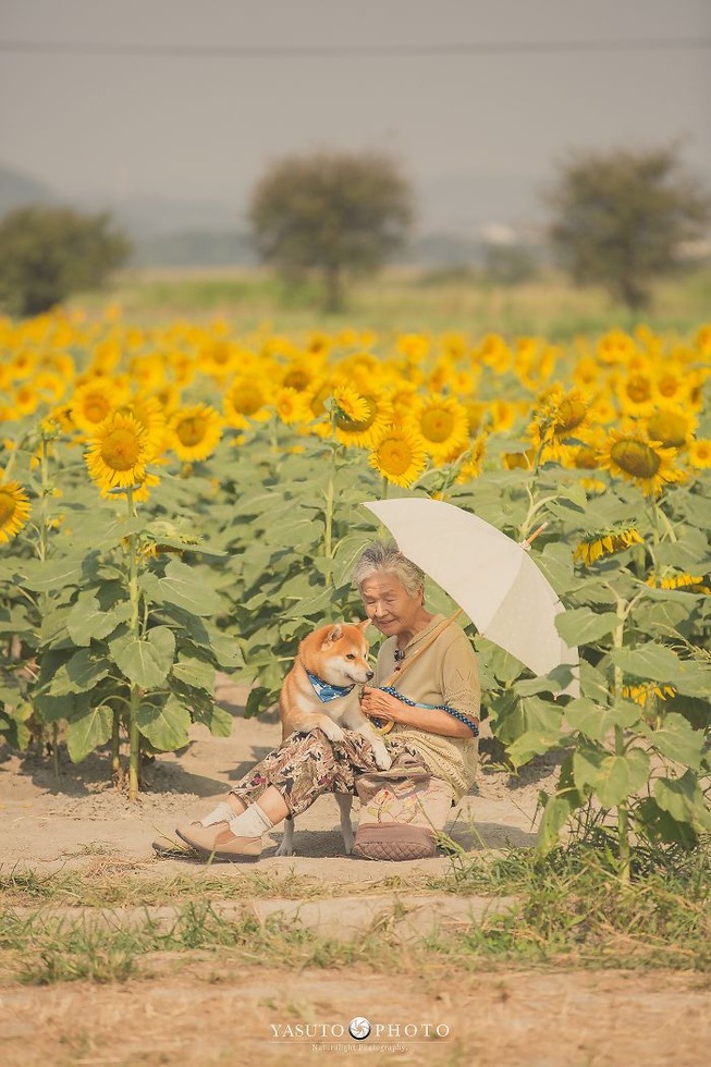 grandmother-dog-shiba-inu-photos-yasuto-26-5e3d17a2006d3__700