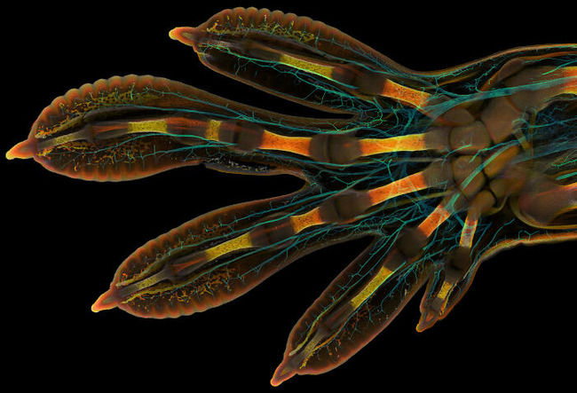 Nikon-Small-World-Microphotography-2022-Winners-Announced