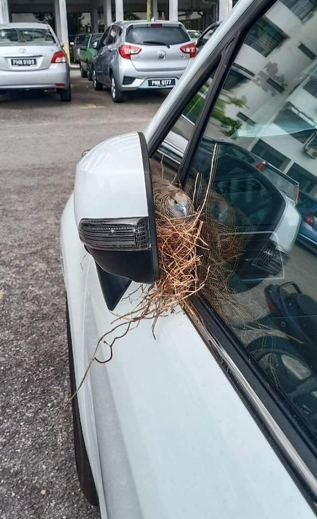 6467348acf537_funny-bird-nests-unusual-places