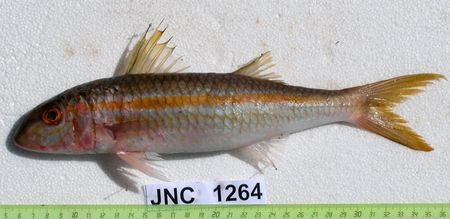 Mulloidichthys_vanicolensis_JNC1264