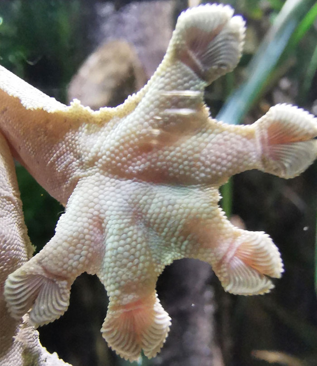 unique-animal-paws-19-6613ee8230a60__700