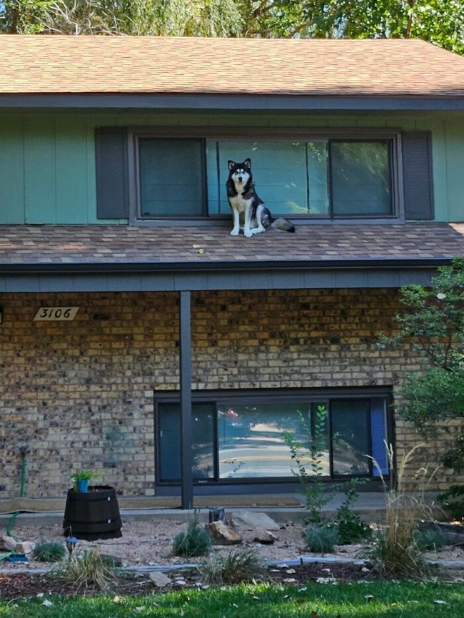 656ee5a2c9a1b_hilarious-whats-wrong-with-your-dog-pics