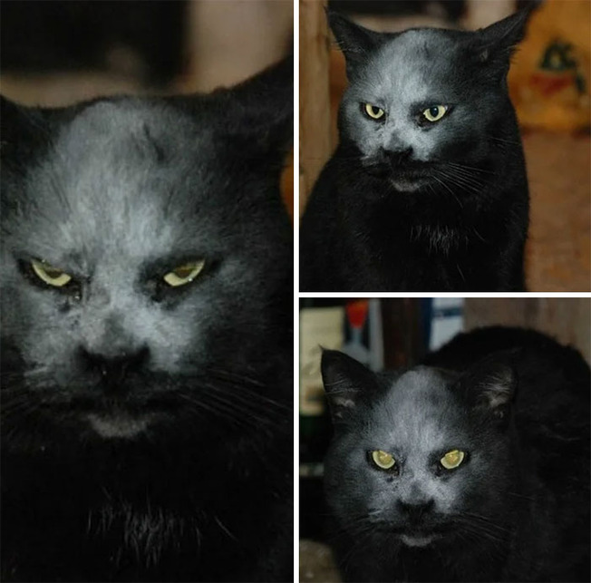 terrifying-cats-dogs-scary-pets-205-5f6ddc0d6e4a9__700