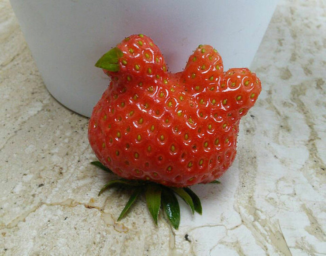 pareidolia-funny-fruits-vegetables-06-60d331c37ad89__700