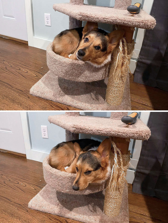 dogs-behaving-like-cats-16-66ea8a8746ab5__700