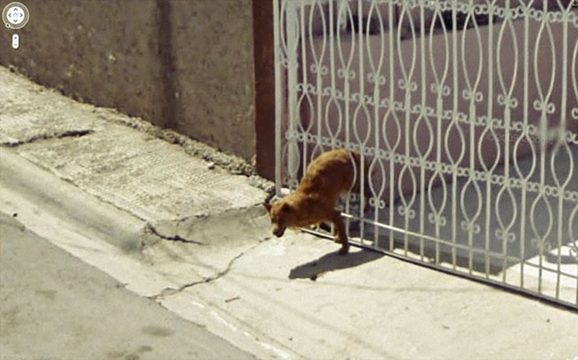 google-street-animals-5d2441cc590f9__700