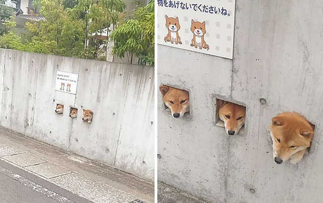 funny-shiba-inu-14-5ae82199e3f65__700