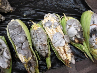 huitlacoche2