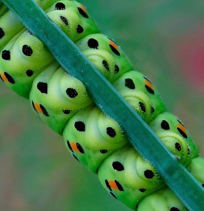 外国人 新たな萌えに目覚める 芋虫の小さい足がカワイイと気付いた 海外の万国反応記 海外の反応