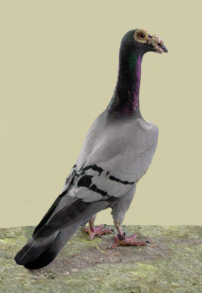 pigeons-17-5ed50c6215808__700