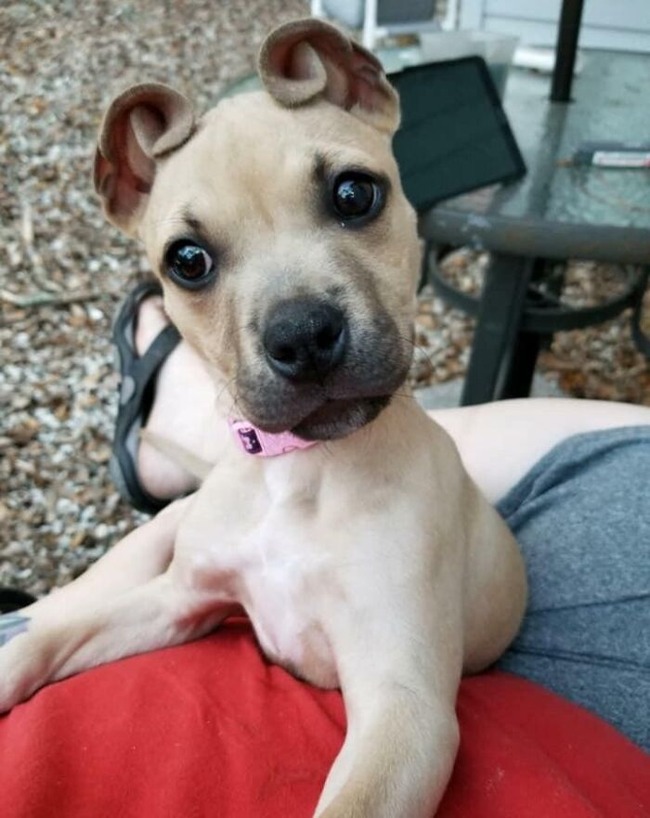 656097bc81d33_unusual-pets-genetic-mutations