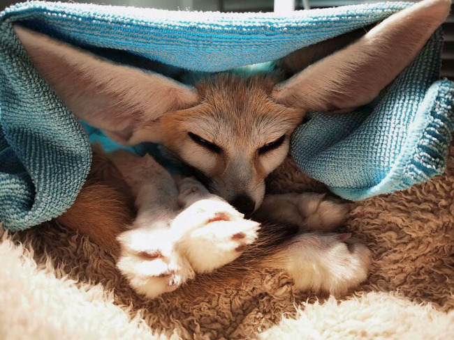 animals-with-large-ears-18-654117fd85f56__700