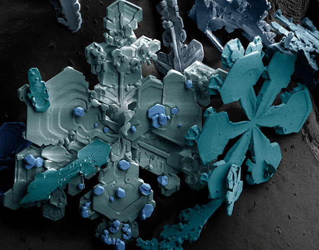 interesting-microscope-pictures-1-683ebc9cb6db1__700