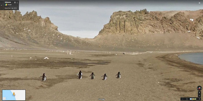 google-street-animals-73-5d244df614fbb__700