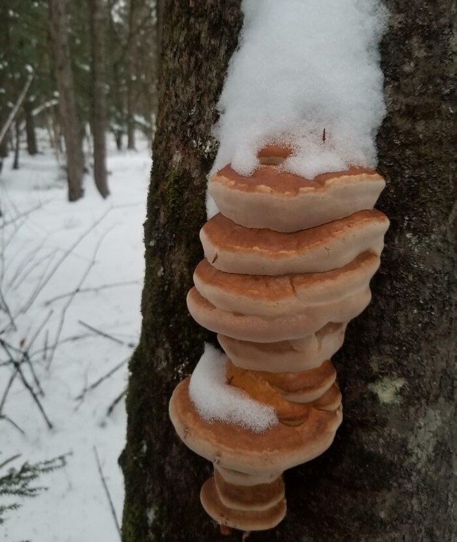 6483217523178_things-look-like-food-forbidden-snacks