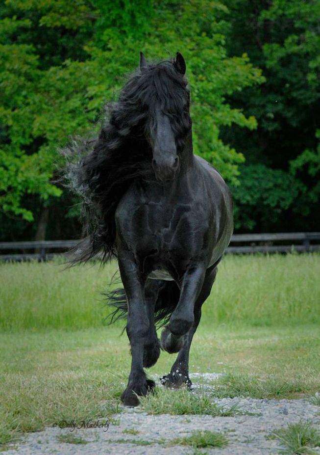 frederik-the-great-friesian-horse-stallion-19-5e96f9dc5f2b6__700