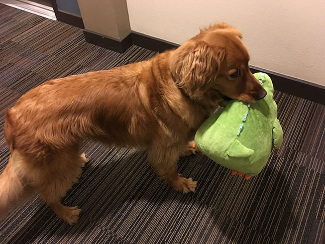 dog-golden-retriever-plush-toys-5ef461a1b8671__700