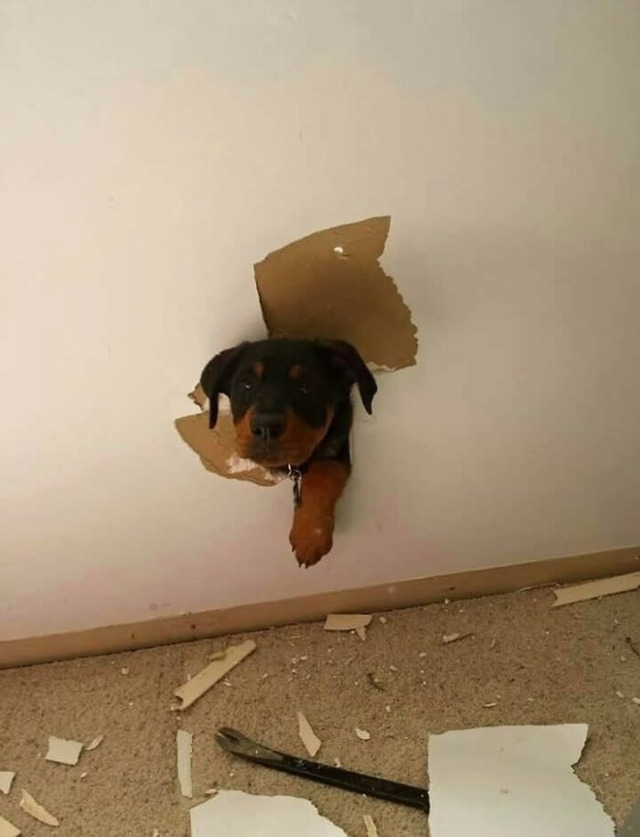 funny-animals-stuck-pics-6a9e6b7
