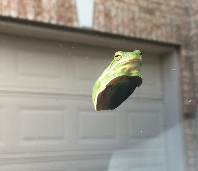 66db03299b185_funny-cute-frog-pics