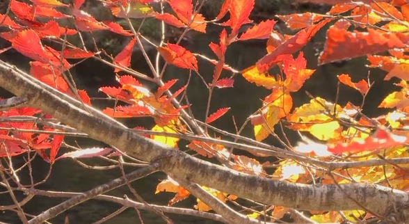 紅葉　秋　海外の反応　日本