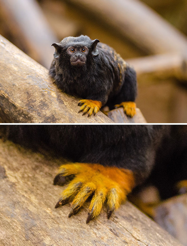 unique-animal-paws-5-66169d8877c91__700 (1)
