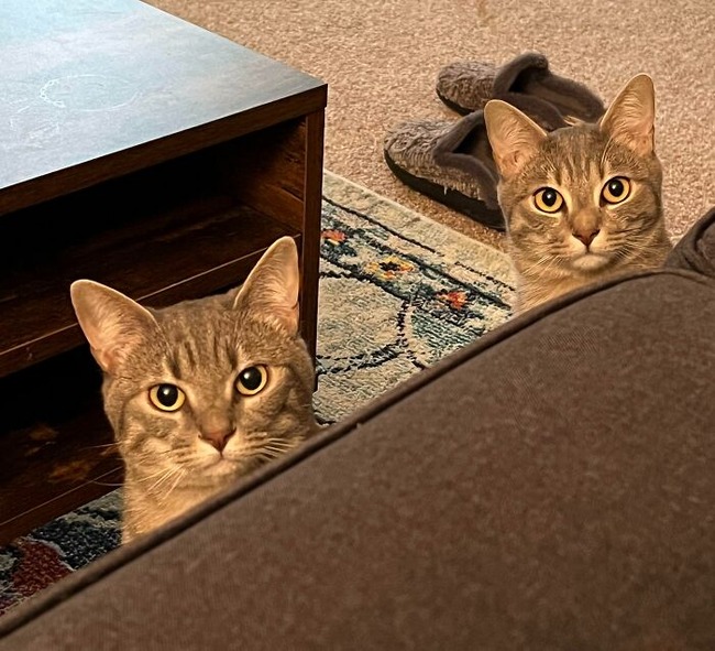 634cefcf11f61_glitch-in-the-matrix-doppelganger-animals