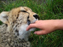 Cheetah_by_photonunt
