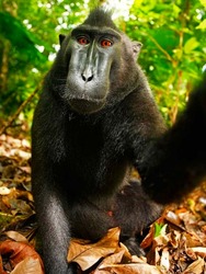 a2014-8-11monkey-selfie_3000642k