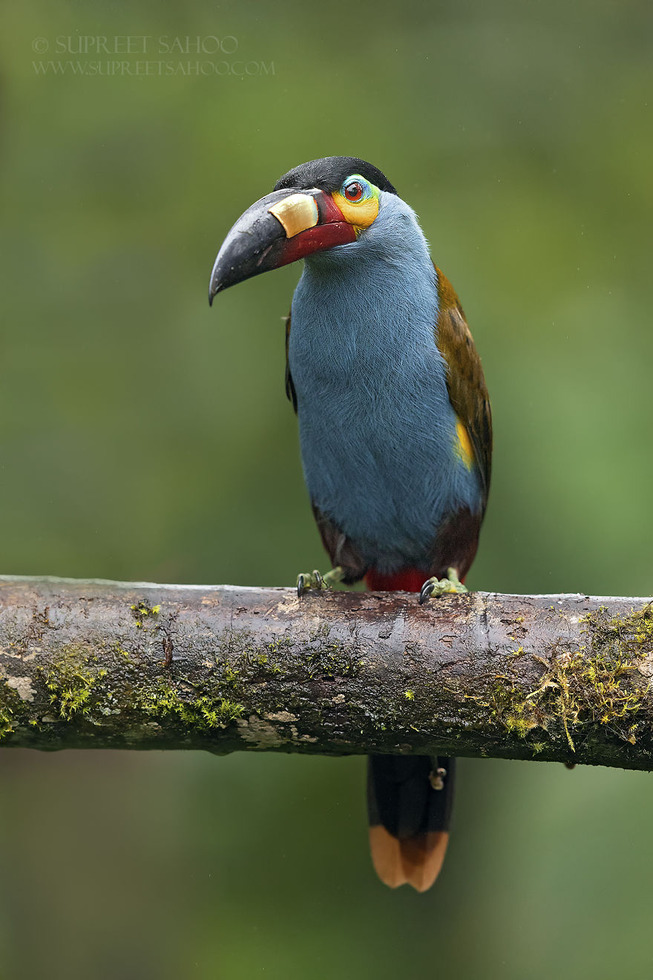 Plate-billed-mountain-toucan-5e878bbc92dff__880