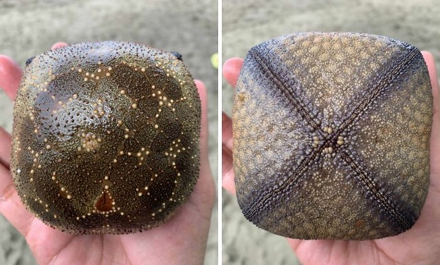 68ad672dea404_generated-image__700