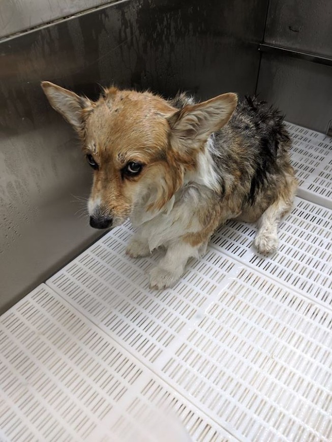 corgis-33-5e5d28f493133__700