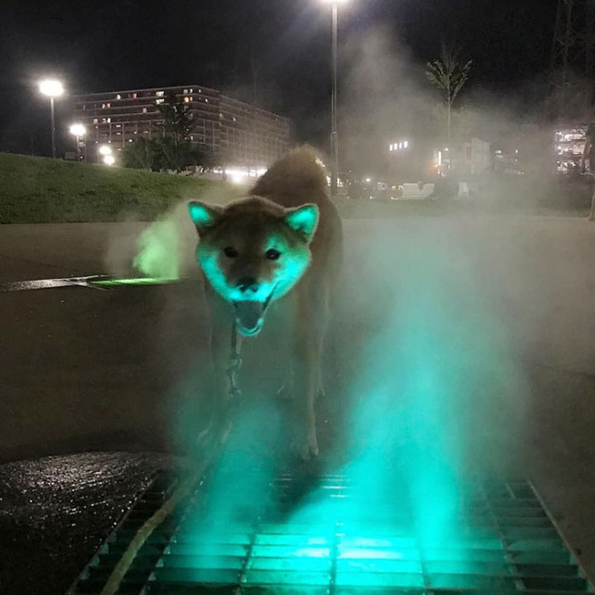 animals-with-threatening-auras-501-5d920cd03e39f__700