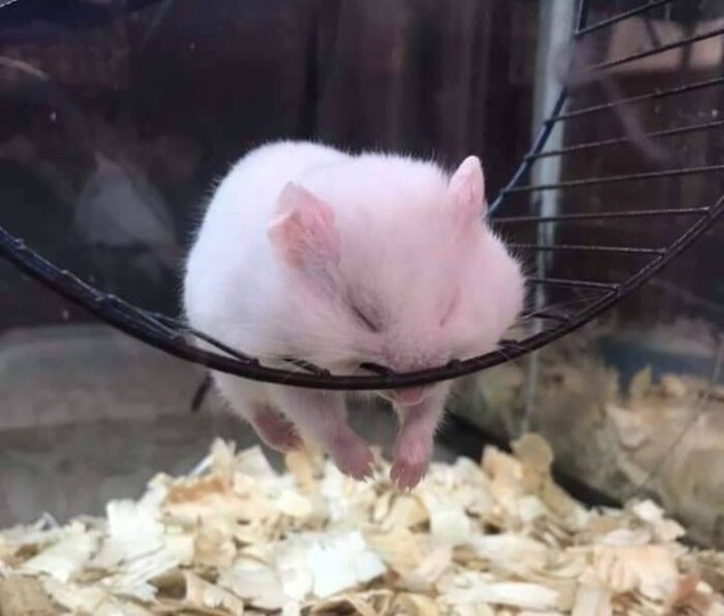 637c97e6251ea_adorable-sleeping-animals