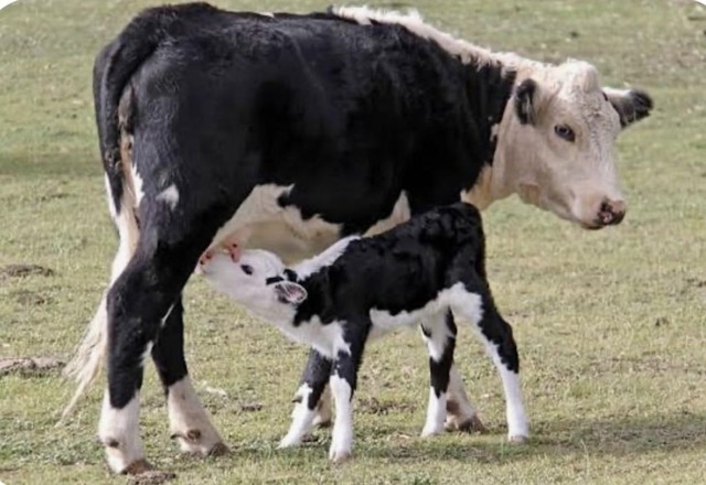 アメリカ人「お前らの言語でこの動物はなんて呼ばれてるの？」