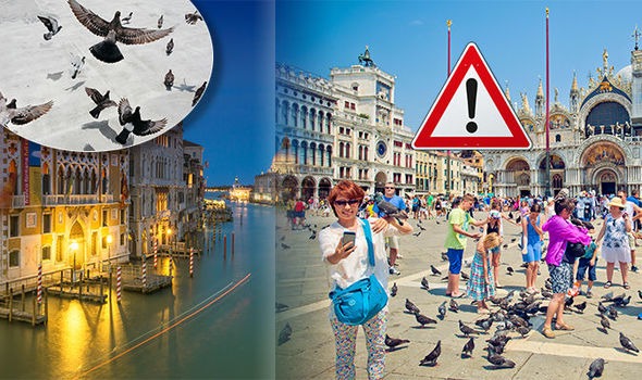 Venice-pigeon-feeding-ban-foreig